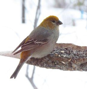 pine grosbeak (Winter Birds)