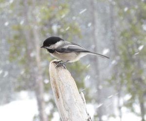 bc chick in snow (Spring Snow at Ginty Creek)