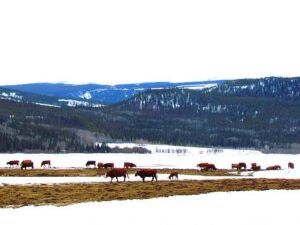 cows (Library At Tatla Lake Again)