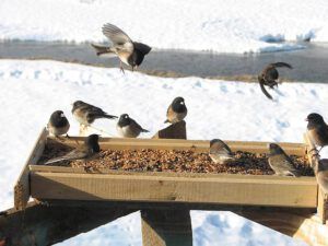lots juncos (More Birds Arriving at Ginty Creek)