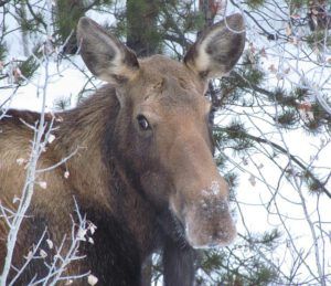 moose head (A Trip To Town)