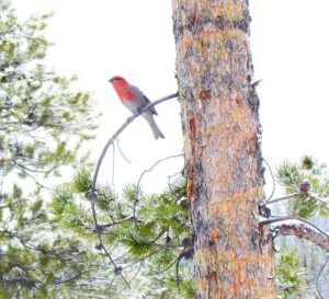 pine grosbeak male (More Birds Arriving at Ginty Creek)