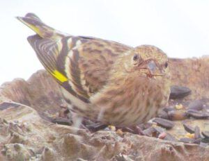 pine siskin 2 (Spring Snow at Ginty Creek)