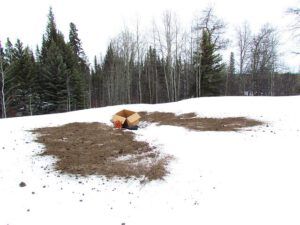 rhubarb patch (Forcing the Rhubarb at Ginty Creek)