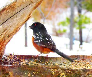 towhee (More Birds Arriving at Ginty Creek)