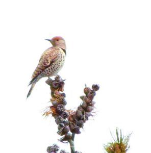 Flicker 1 (Flicker)