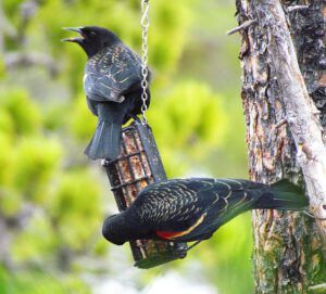 redwing blackbirds at suet (Late Spring)