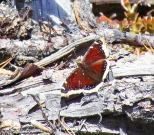 mourning cloak 1 (glorious day)