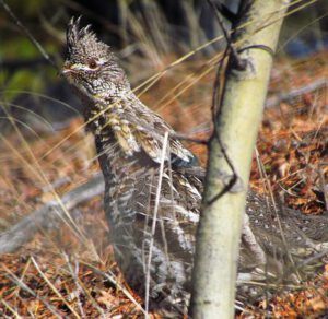 ruffed grouse (Tardy Spring.)
