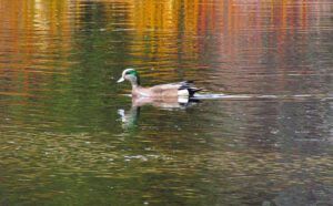 American widgeon resized (Boardwalk)