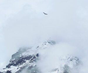 Bald Eagle (Trip to Bella Coola: Part Three)