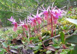 Calypsi orchids (Trip to Bella Coola: Part Three)
