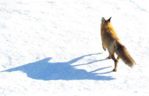 Fox leaving (Trip to Bella Coola: Part One)