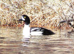 Goldeneye (Canoeing on Nimpo Lake)