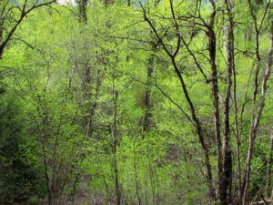 New spring green (Trip to Bella Coola: Part Two)
