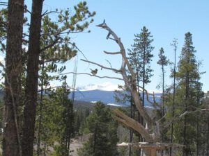 bird feeder with branch (Purple Finch)