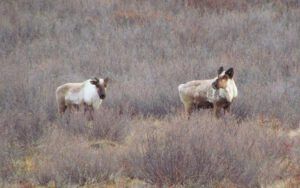 cariboo (Another trip to Anahim Lake)