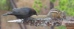 cowbird and chipmunk in rain (Rainy Day at Ginty Creek)