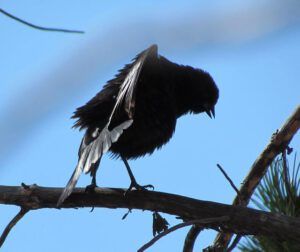 cowbird displaying (Rainy Day at Ginty Creek)