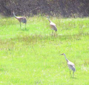 cranes (Spring is Trying)