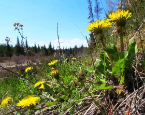 dandelions (Spring Flowers at Ginty Creek!)