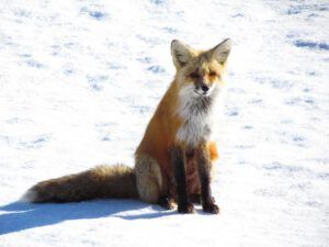 fox sitting (Trip to Bella Coola: Part One)