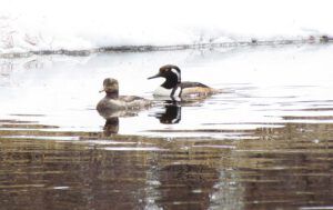 hooded merganser. (Boardwalk)