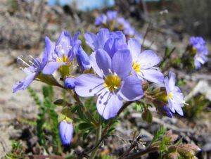 jacob’s ladder 2 (Spring Flowers at Ginty Creek!)