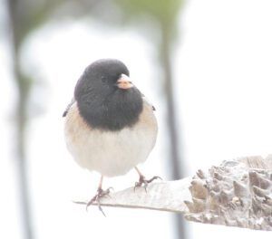 junco (Purple Finch)