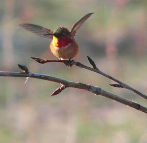 liftoff male rufous (Purple Finch)