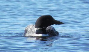 loon (Canoeing on Nimpo Lake)