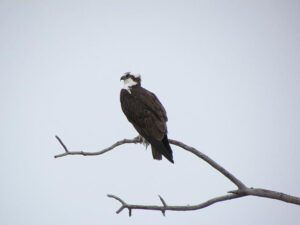 osprey (Another trip to Anahim Lake)