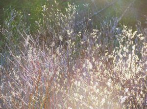 pussy willows (A Pretty Evening)
