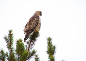 redtail hawk (Another trip to Anahim Lake)
