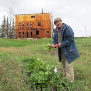 rhubarb patch (Spring is Trying)