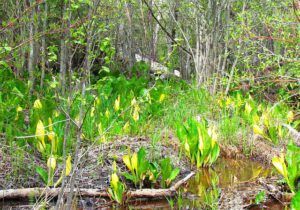 skunk cabbage 2 (Trip to Bella Coola: Part Three)