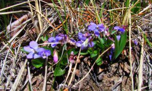 violets (Spring Flowers at Ginty Creek!)