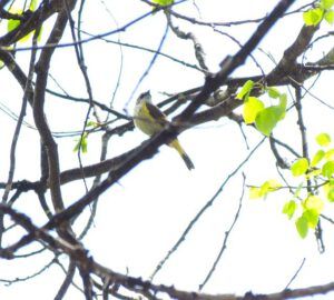 American redstart female 2 (Cattle Drive Party Part Two)
