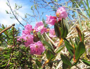 Bog laurel (Nuk Tessli spring Part Two)