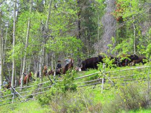 Cattle drive (Cattle Drive Party part One)