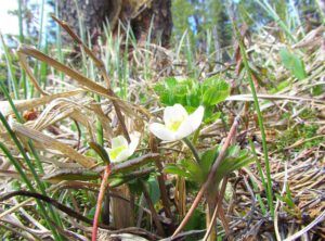 Northern anemone (Nuk Tessli spring Part Two)