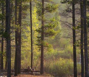 aspen in pines (Thunder and rain)