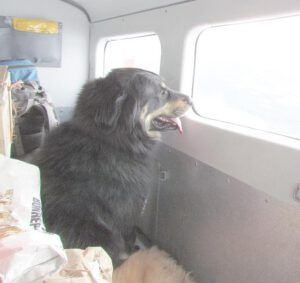 badger in plane (Flying to Nuk Tessli)