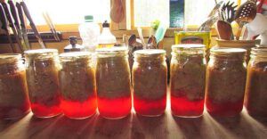 canned rhubarb (Waiting for the ice)