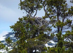 eagles nest (Canoe trip to Boundary Lake)
