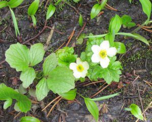 globe flower (Nuk Tessli spring part one.)