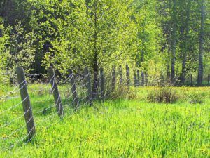 lush greens (Cattle Drive Party Part Two)