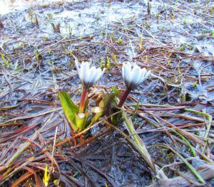 mountain marsh marigold (Canoe trip to Boundary Lake)