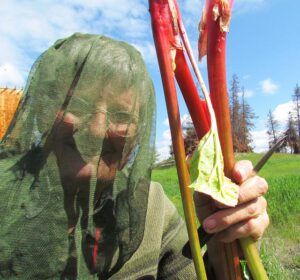 picking rhubarb (Waiting for the ice)
