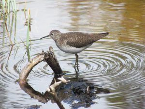 solitary sandpiper, 2 (Nuk Tessli spring Part Two)